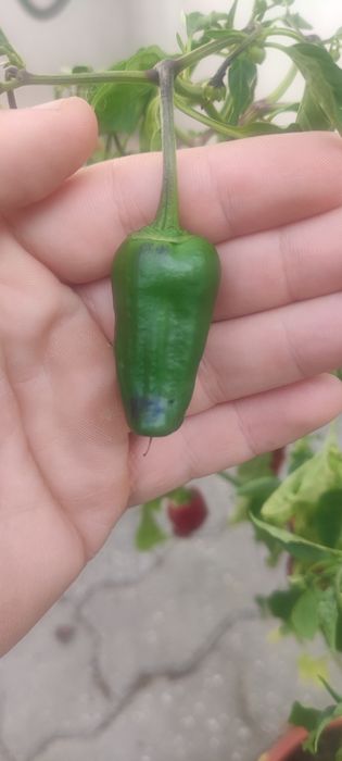 Sementes Pimento padron