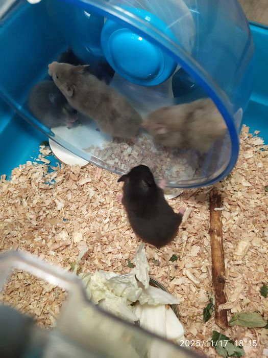 Хомяки, джунгарские хомяки