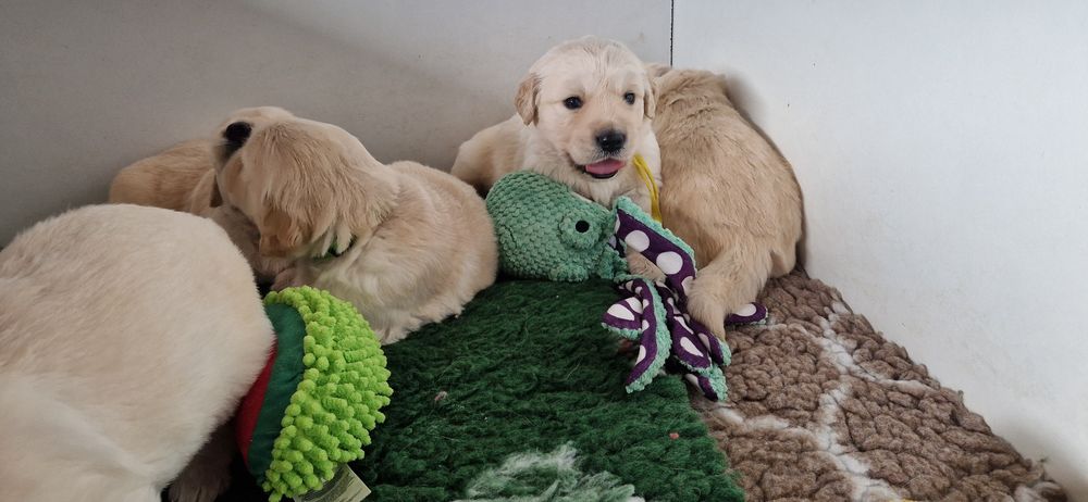 Golden Retriver ZKwP, FCI kremowy piesek