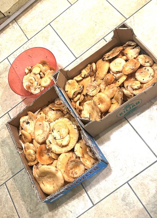 Rydze grzyby świeże zbiór 31.10.2026 r.  40 zł kilogram