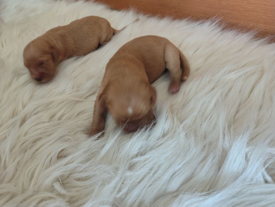 Golden retriever rezerwacje