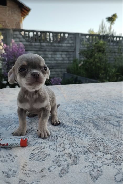 Sprzedam mini pieska rasy Chihuahua