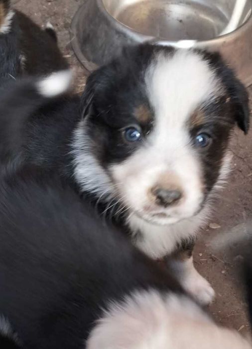 Menino Border collie tricolor
