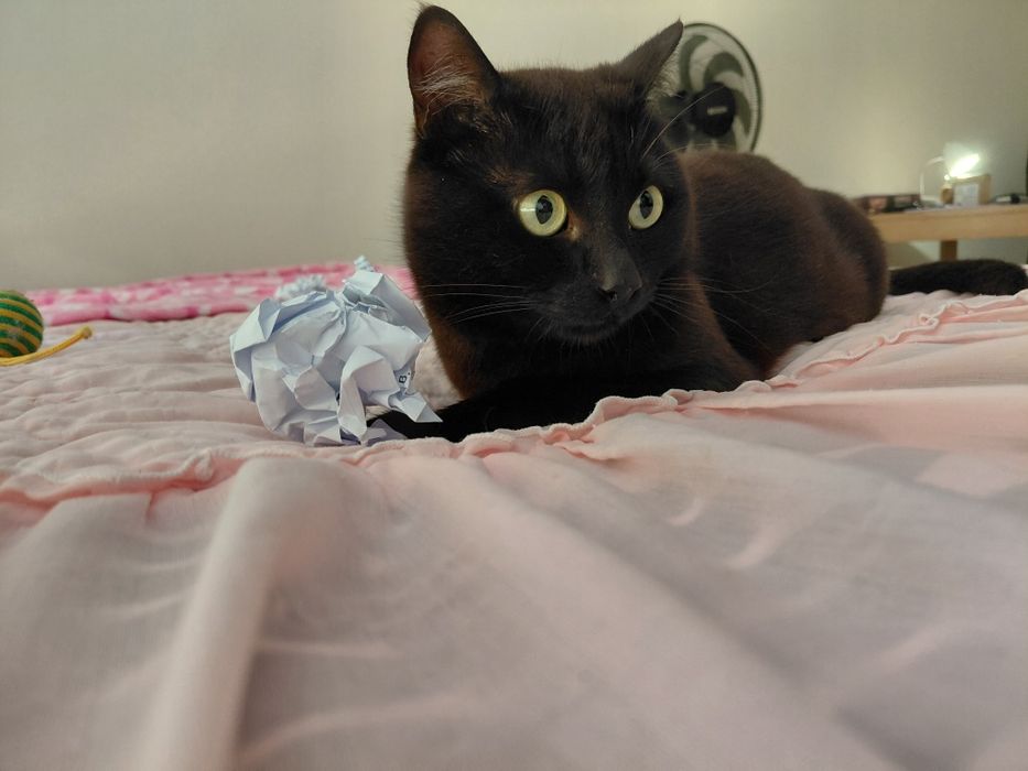 Pantera- gatinho super meigo para adoção responsável