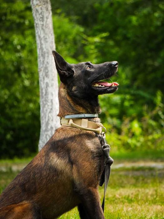 Nico-młody pies w typie owczarek belgijski malinois dla doświadczonych