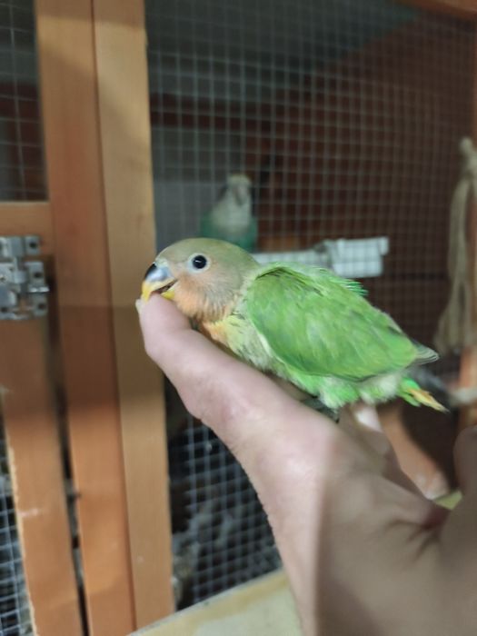 Roseicollis verde ancestral opalinos