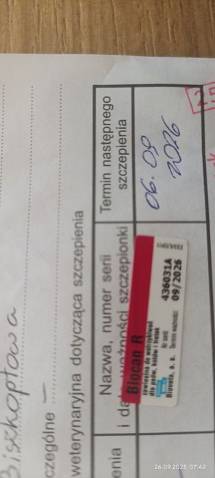 Oddam w dobre ręce suczkę Nelę