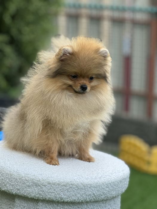 Померанський хлопчик