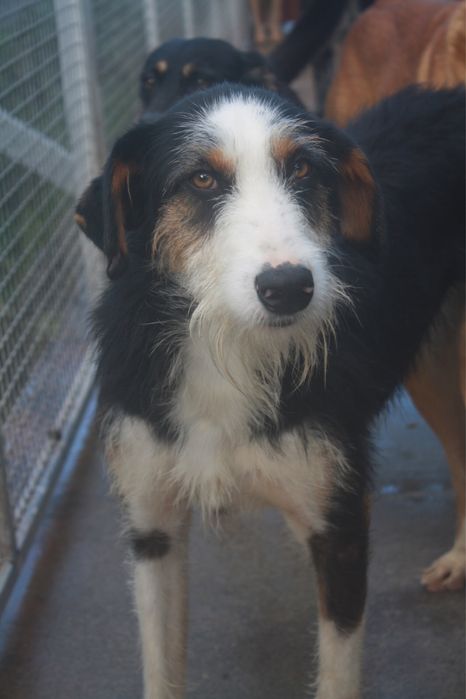 Dartacao cao de porte grande