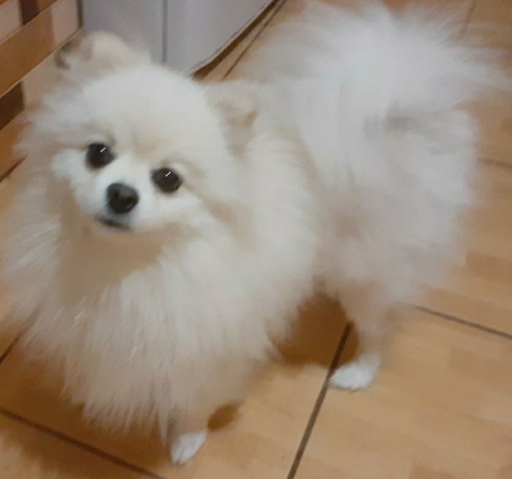 Померанський Шпіц для в'язки