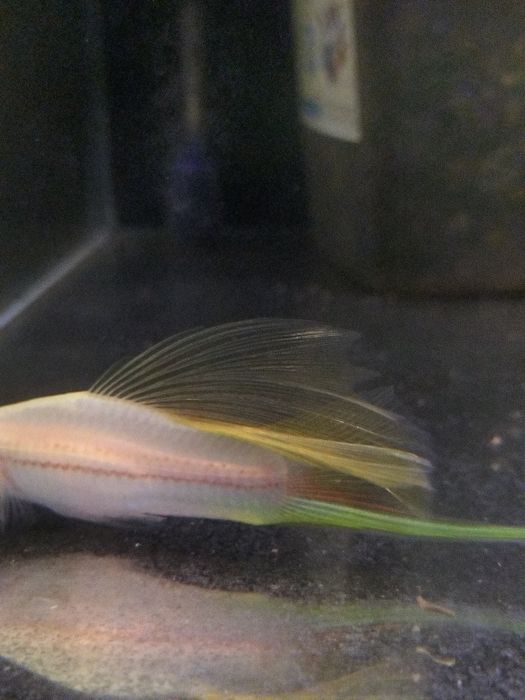 Mieczyk albino  standard