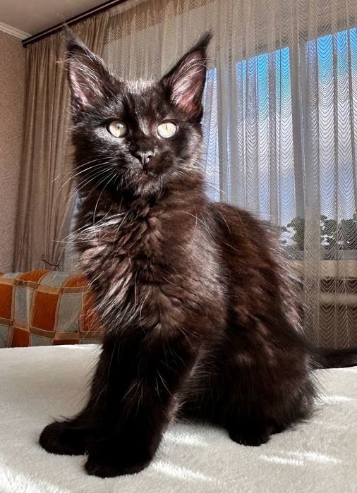 Дівчинка породи Мейн Кун