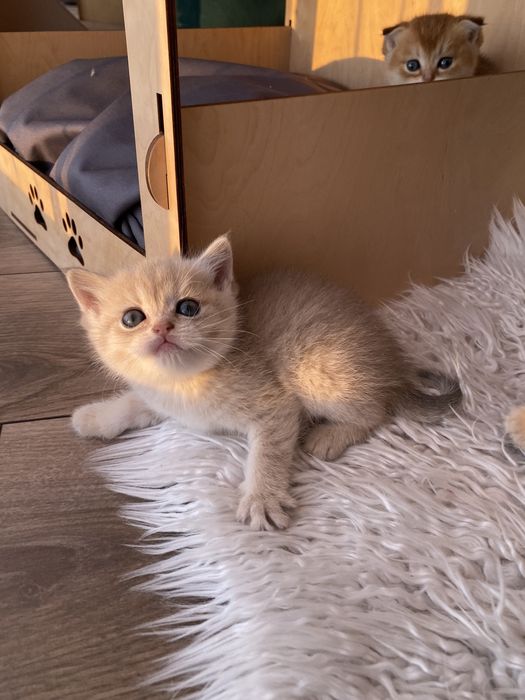 Новорічні кошенята в золотому окрасі