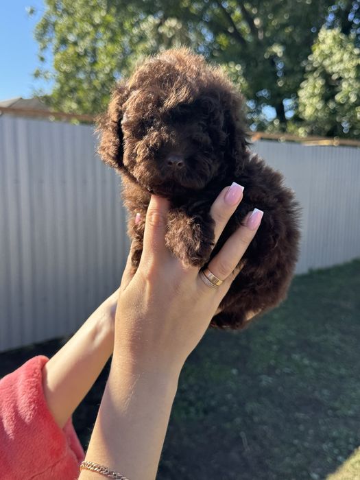 Продаеться хлопчик Той пудель