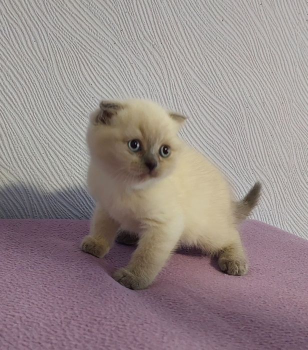 Кошенята плюшові шотландці