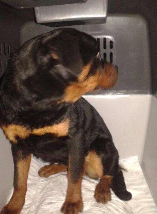 Міжднародне перевезення тварин, документальний супровід