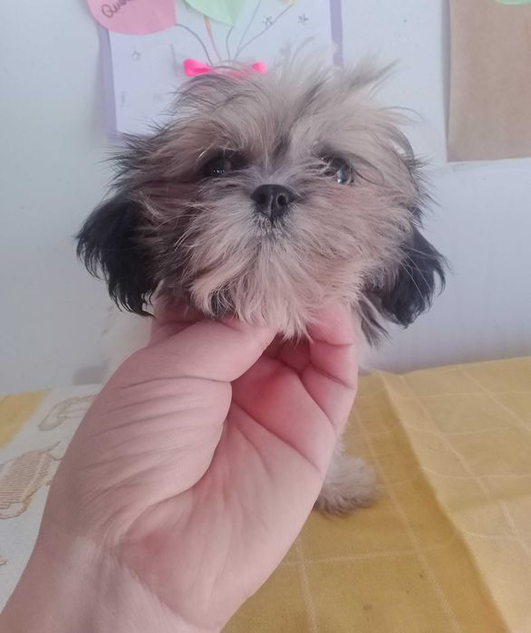 Shih-tzu Fêmea com LOP
