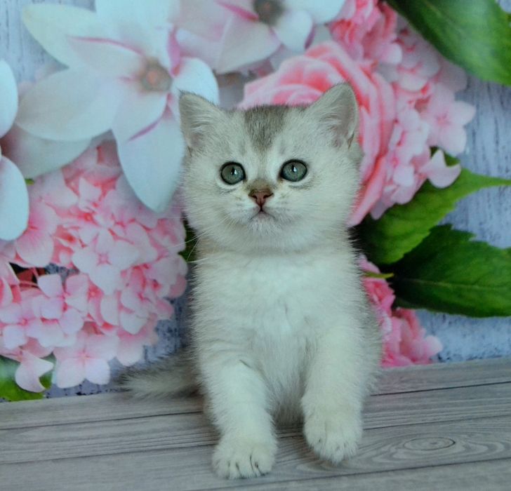 Британские котята серебристые шиншиллы