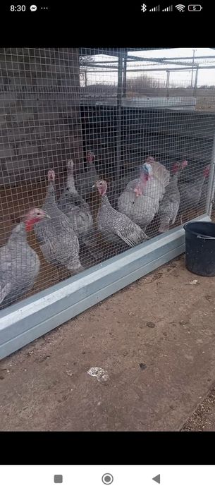 Індики породи голубі аспідні.