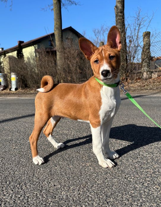 Piesek Basenji FCI