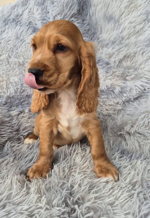 Cocker spaniel piesek  Sonic