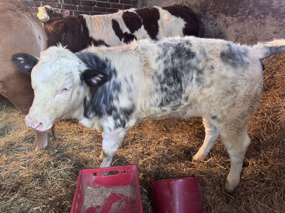 Byczek belgian blue