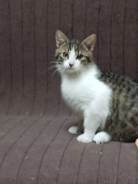 Oddam kocięta do adopcji