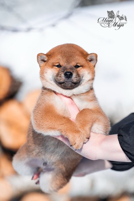 Шиба іну / шиба ину / Shiba inu