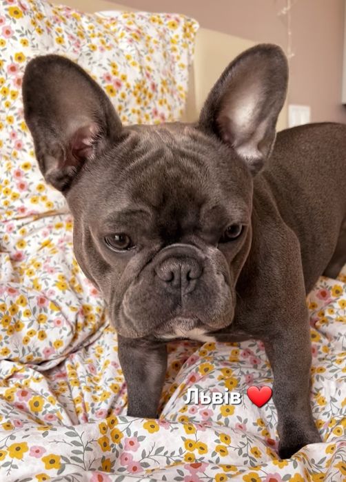 Львів. Дівчинка красунька