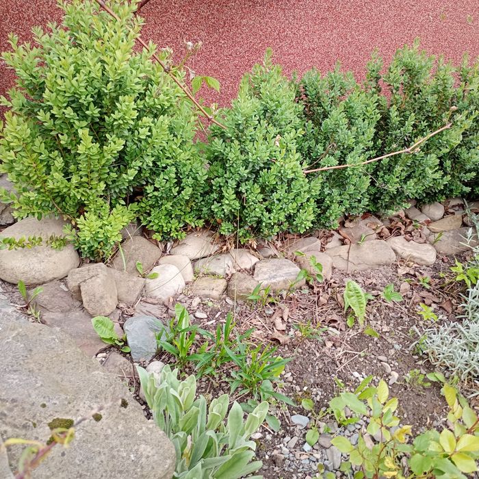 Кущі вічнозеленого самшиту різних розмірів