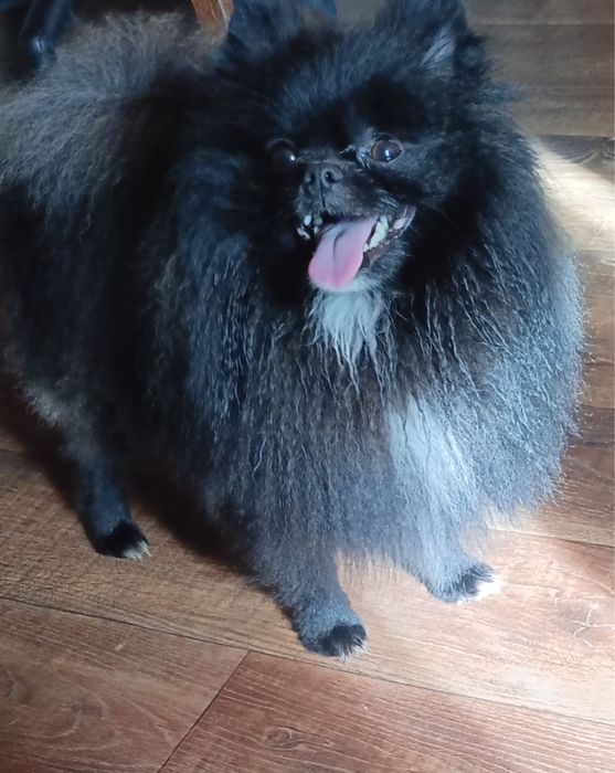 Вязка, помераньський шпіц