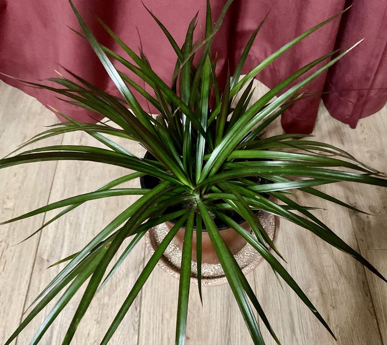 Драцена  , кімнатна рослина