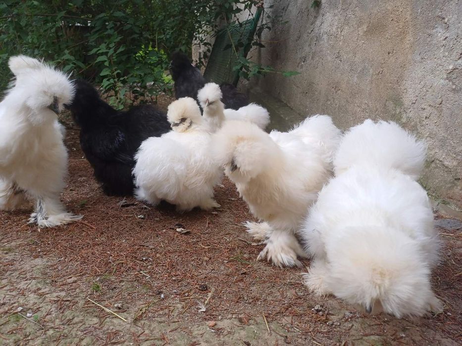 Jaja lęgowe silki/ jedwabiste