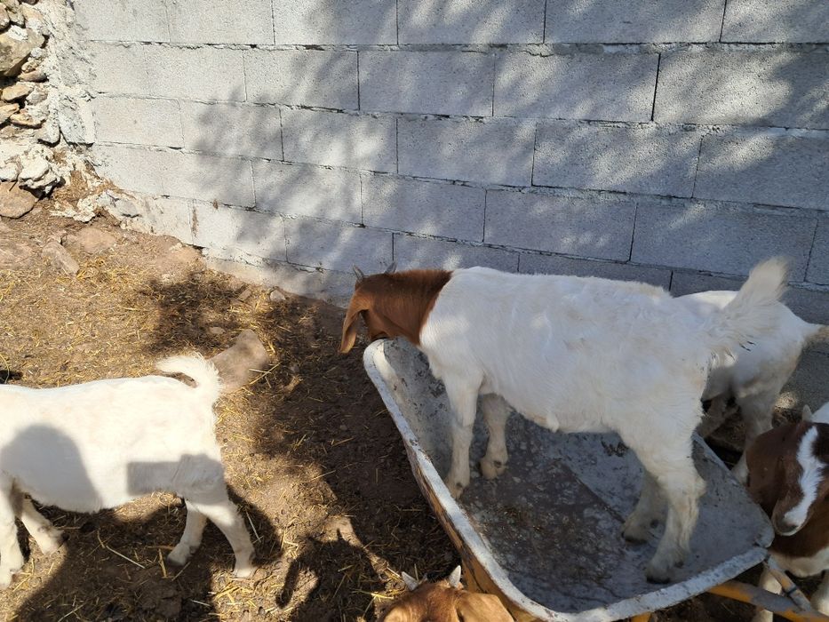 Vendo machos boer puros