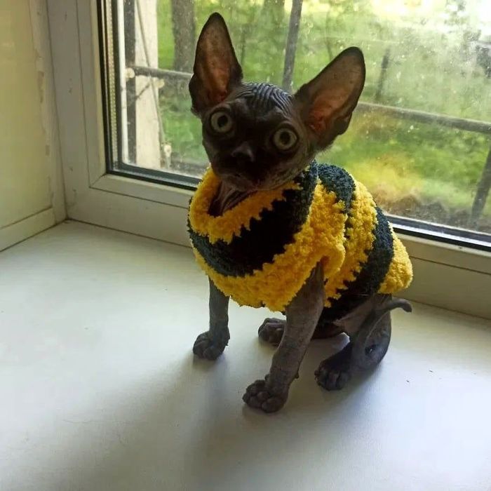 Одежда для кошек, котят, собак,сфинксов,кота, одяг для тварин на заказ