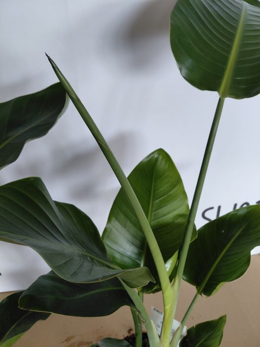 Strelitzia nicolai, Strelicja biała 100 - 120cm WYSYŁKA