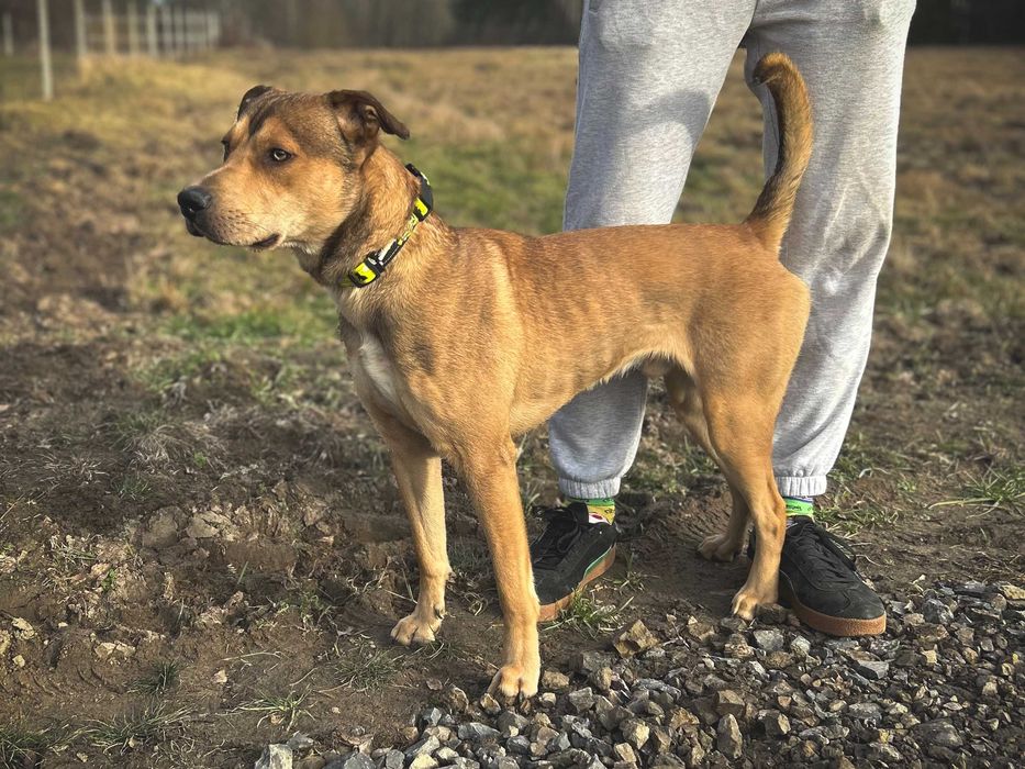 Młody i uroczy Ciastek szuka domu (pies do adopcji)