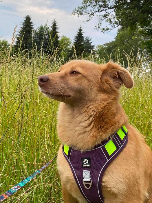 AMBER cudna, nieśmiała suczka szuka swojego domu adopcja