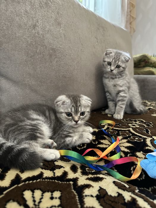 Шотландские вислоухие котята .