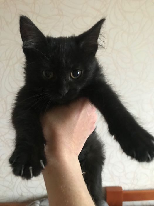 Гарні і ласкаві кошенята!!