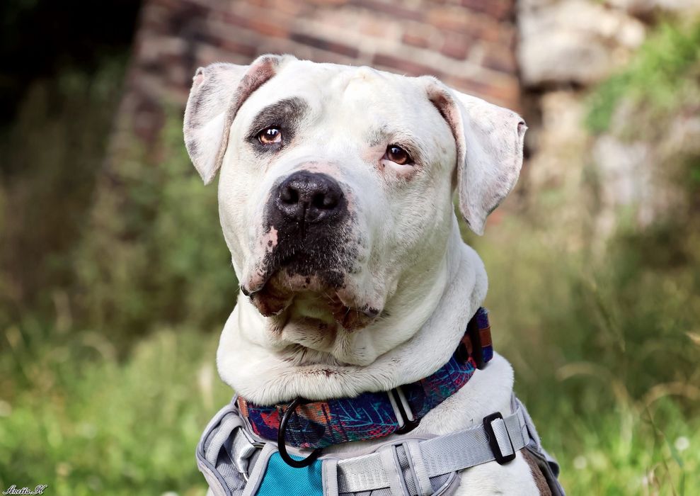 Przecudowny Amstaff Roni szuka swoich ludzi