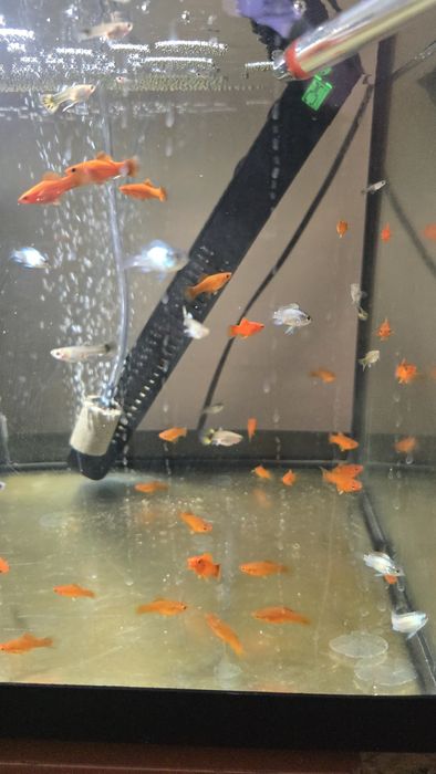 Młode akary Blue Electric od 2-3cm