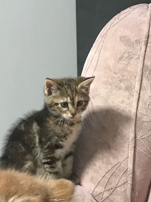 Отдам кошечку в хорошие руки!