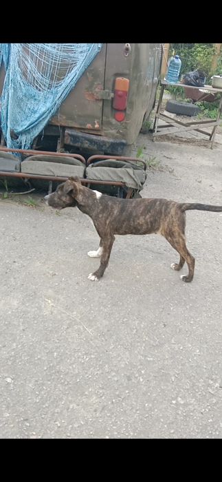 Цуценя в гарні руки