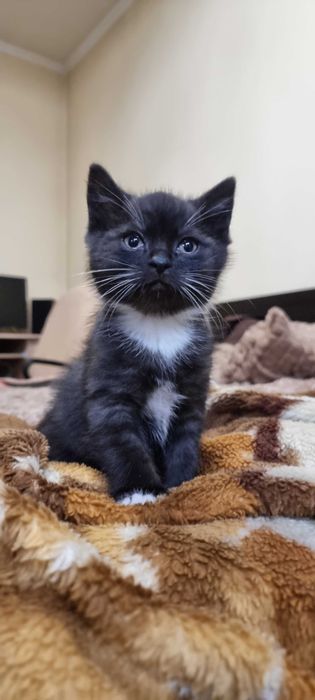 Кошенятка. Безкоштовно