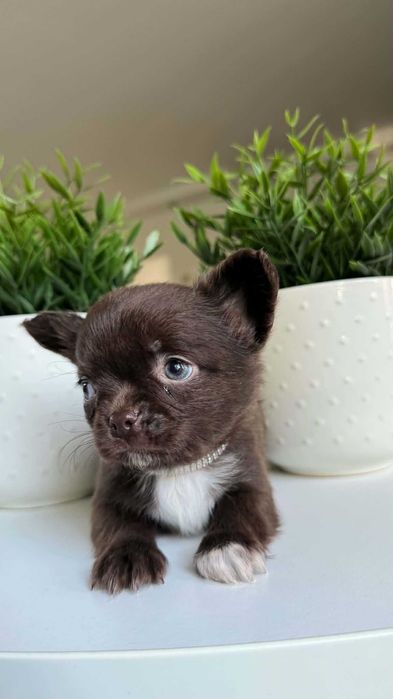 Chłopczyk Czekoladowy Chihuahua Mini 1,8kg z Rodowodem Chipem Max