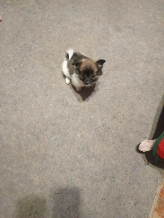 Чудові малюки у родину