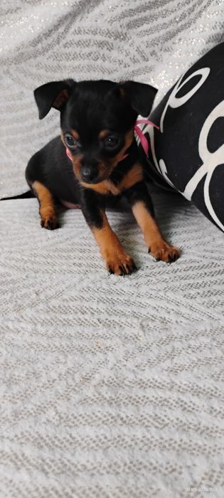 Pinczer miniaturowy . Ratler