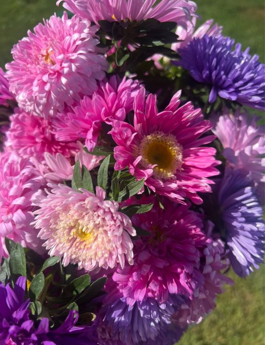 Насіння айстр  пропоную