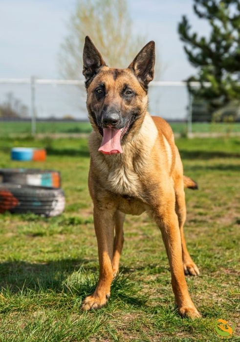 Ares owczarek belgijski malinois do adopcji